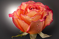 Die Rose 